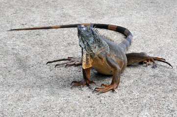iguana