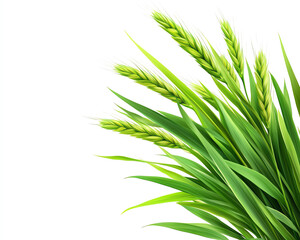 Fototapeta premium Lush green wheat stalks with vibrant leaves, showcasing the beauty of nature and agricultural growth against a clean background.