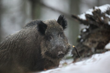 Dzik euroazjatycki, dzik, (Sus scrofa) © Bartosz Rakoczy