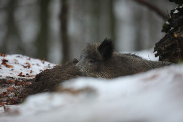 Dzik euroazjatycki, dzik, (Sus scrofa) © Bartosz Rakoczy