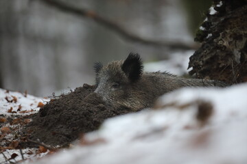 Dzik euroazjatycki, dzik, (Sus scrofa) © Bartosz Rakoczy