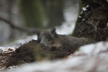Dzik euroazjatycki, dzik, (Sus scrofa) © Bartosz Rakoczy