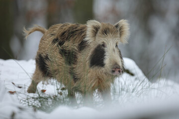 Dzik euroazjatycki, dzik, (Sus scrofa) © Bartosz Rakoczy