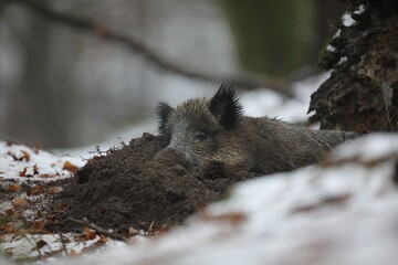 Dzik euroazjatycki, dzik, (Sus scrofa) © Bartosz Rakoczy