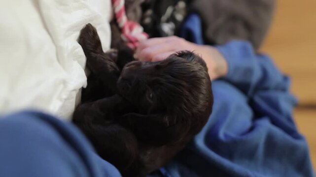 Young English Cocker Spaniel puppy, close-up portrait. Dark brown English Cocker Spaniel puppy on the bed playing with his owner. Young English Cocker Spaniel puppy playing with his owner. Happy pup