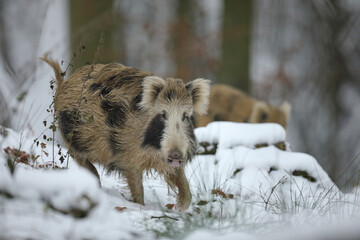 Dzik euroazjatycki, dzik, (Sus scrofa) © Bartosz Rakoczy