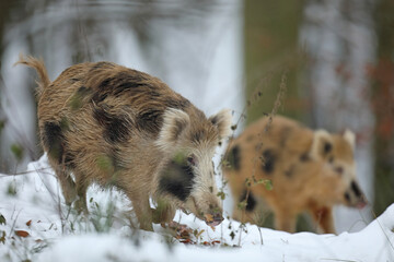 Dzik euroazjatycki, dzik, (Sus scrofa) © Bartosz Rakoczy