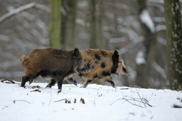 Dzik euroazjatycki, dzik, (Sus scrofa) © Bartosz Rakoczy