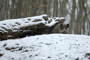 Dzik euroazjatycki, dzik, (Sus scrofa) © Bartosz Rakoczy