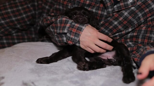 Young English Cocker Spaniel puppy, close-up portrait. Dark brown English Cocker Spaniel puppy on the bed playing with his owner. Young English Cocker Spaniel puppy playing with his owner. Happy pup