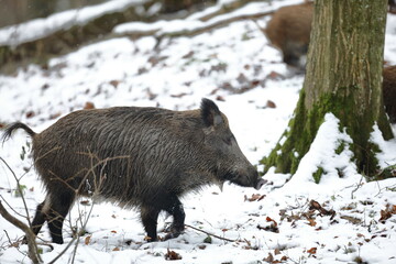 Dzik euroazjatycki, dzik, (Sus scrofa) © Bartosz Rakoczy
