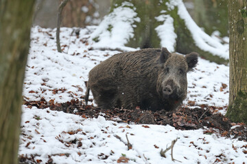 Dzik euroazjatycki, dzik, (Sus scrofa) © Bartosz Rakoczy