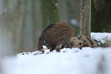 Dzik euroazjatycki, dzik, (Sus scrofa) © Bartosz Rakoczy