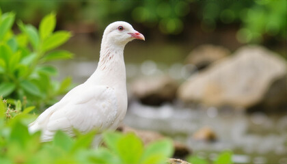 White dove standing by a stream surrounded by green foliage, Peace Day