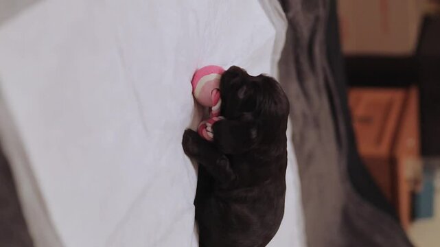A cute English cocker spaniel puppy, close-up portrait. A dark brown English Cocker Spaniel puppy on the bed. A English Cocker Spaniel puppy plays with his violet rope chew toy. Happy puppy.