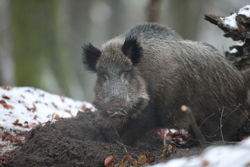 Dzik euroazjatycki, dzik, (Sus scrofa) © Bartosz Rakoczy