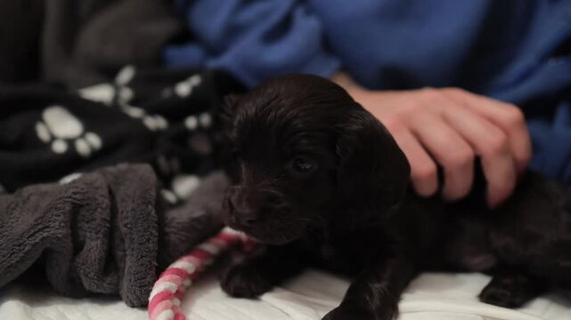 Young English Cocker Spaniel puppy, close-up portrait. Dark brown English Cocker Spaniel puppy on the bed playing with his owner. Young English Cocker Spaniel puppy playing with his owner. Happy pup