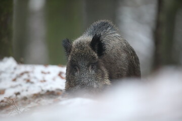 Dzik euroazjatycki, dzik, (Sus scrofa) © Bartosz Rakoczy