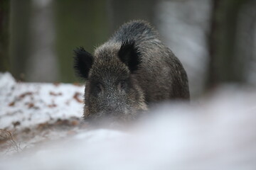 Dzik euroazjatycki, dzik, (Sus scrofa) © Bartosz Rakoczy