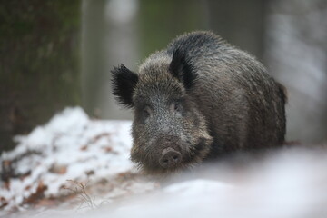 Dzik euroazjatycki, dzik, (Sus scrofa) © Bartosz Rakoczy
