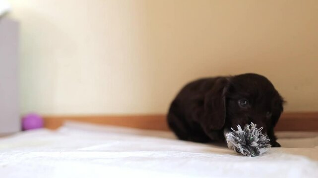 A small cute English cocker spaniel puppy, close-up portrait. A small dark brown English Cocker Spaniel puppy on the bed. A English Cocker Spaniel puppy plays with his rope chew toy. Happy puppy.