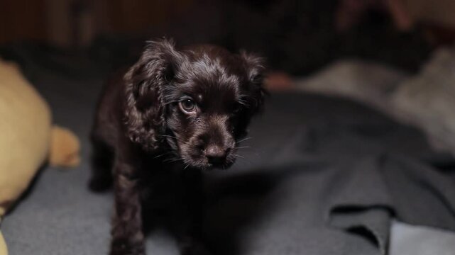 Young English Cocker Spaniel puppy, close-up portrait. Young dark brown English Cocker Spaniel puppy on the bed. A young playful English Cocker Spaniel puppy looks at the camera. Happy puppy
