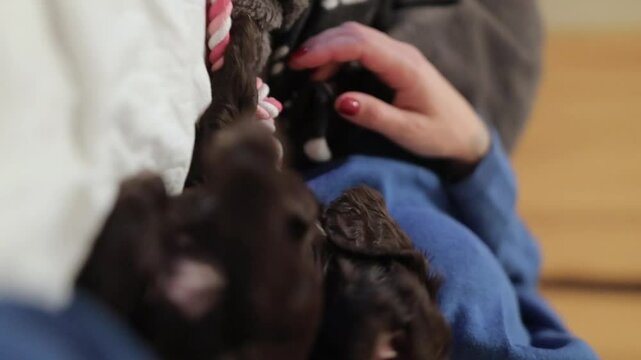 Young English Cocker Spaniel puppy, close-up portrait. Dark brown English Cocker Spaniel puppy on the bed playing with his owner. Young English Cocker Spaniel puppy playing with his owner. Happy pup