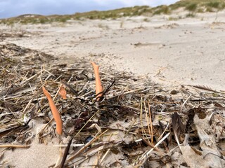 Marine pollution concept. A plastic play doll lies buried under garbage on the beach.