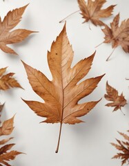 Brown leaf isolated on white with atmospheric perspective, nature, isolation, texture