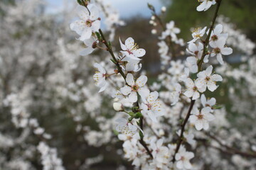 cherry tree blossom