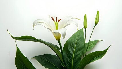 Obraz premium Serene White Lily Bloom with Lush Green Foliage, Elegant Botanical Still Life Photography