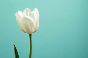 Fototapeta premium White tulip on a light blue background. Copyspace