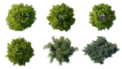 tree top view plant landscape architecture nature garden aerial render. trees branch isolate collection illustration environment green botany urban bush park. tree architecture conifer decorative.