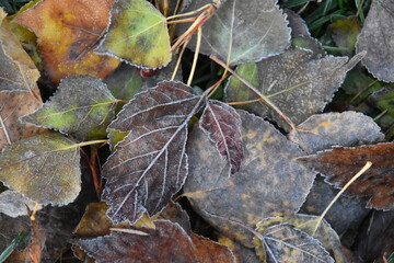 The first frosted in the fall, Sainte-Apolline, Québec, Canada