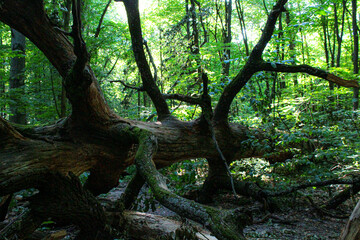 Morning in the forest, green forest