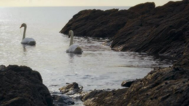A Pair of Swans swimming on the water stock footage