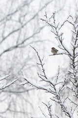 snow covered branches with bird 