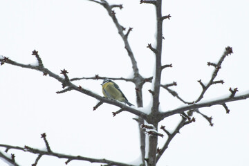 branches of a tree with bird in winter