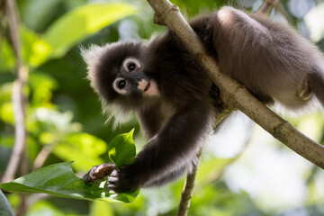 Cute Dusky Leaf Monkey, the spectacled langur or the spectacled leaf monkey in Taiping Zoo and Taiping Lake Garden.