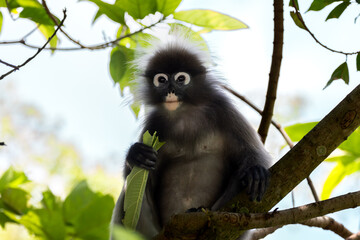 Cute Dusky Leaf Monkey, the spectacled langur or the spectacled leaf monkey in Taiping Zoo and Taiping Lake Garden.
