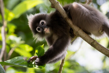 Cute Dusky Leaf Monkey, the spectacled langur or the spectacled leaf monkey in Taiping Zoo and Taiping Lake Garden.