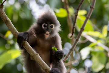 Cute Dusky Leaf Monkey, the spectacled langur or the spectacled leaf monkey in Taiping Zoo and Taiping Lake Garden.