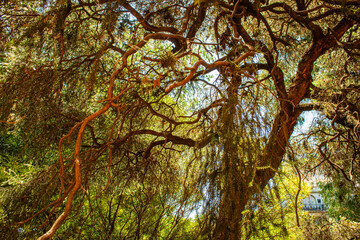 ramas de árboles con cielo de fondo