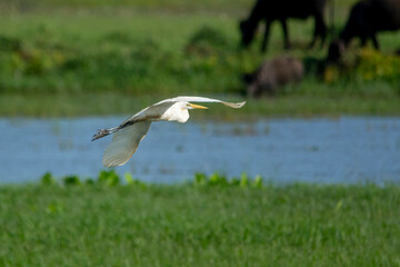 Great egret