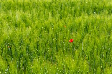 Summer wheat filed background with some single red poppy flower for eye catching