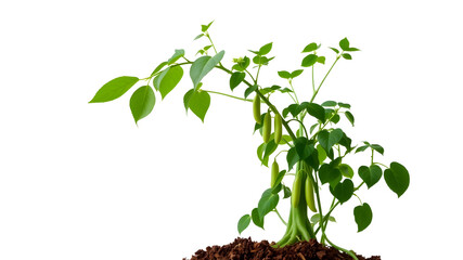 Obraz premium Beanstalk grown from magic beans, white background.&nbsp;Generative AI