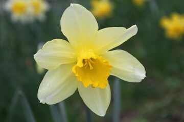 Obraz premium daffodils in the garden