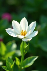 Fototapeta premium Pure white cascabela thevetia flower in a garden, cascabela thevetia, garden