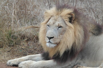 Eswatini Swaziland Hlane BIG 5 Löwe Lion