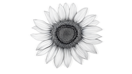 Black and White Detailed Illustration of a Sunflower Blossom